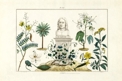 Carl von Linnée, 1833-39 tekijältä French School